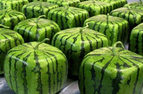 自由吃瓜微信,揭秘网络热点的背后真相